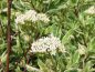 Preview: Cornus alba "Elegantissima" - (Weißbunter Hartriegel),